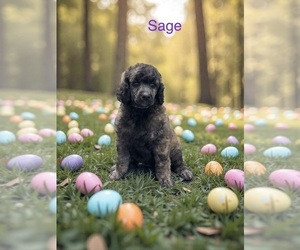 Medium Poodle (Standard)