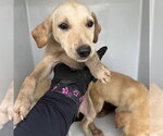 Small Labrador Retriever