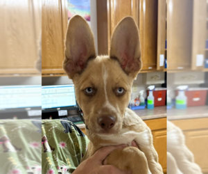 Siberian Husky-Unknown Mix Dogs for adoption in Bolivar, MO, USA