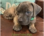 Puppy Green collar m Cane Corso