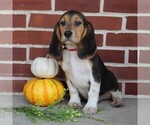 Small Photo #3 Beagle Puppy For Sale in RICHLAND, PA, USA