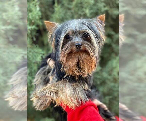 Medium Photo #9 Yorkshire Terrier Puppy For Sale in PALO ALTO, CA, USA