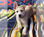 Small #7 Huskies -Labrador Retriever Mix