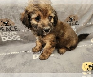 Maltipoo Puppy for sale in GRANDVILLE, MI, USA