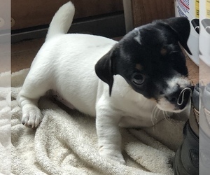 Jack Russell Terrier Puppy for sale in NEW EGYPT, NJ, USA