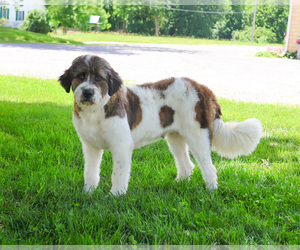 Mother of the Bernedoodle (Miniature)-Saint Berdoodle Mix puppies born on 07/03/2026