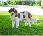 Small Photo #1 Bernedoodle (Miniature)-Saint Berdoodle Mix Puppy For Sale in SYRACUSE, IN, USA