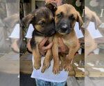 Small Retriever  Mix