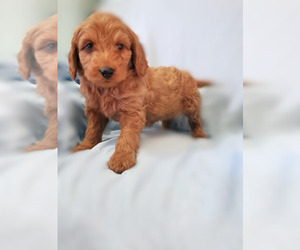 Goldendoodle (Miniature) Puppy for sale in APOPKA, FL, USA