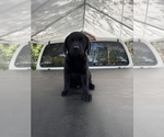 Small Photo #6 Labrador Retriever Puppy For Sale in LAKE ALFRED, FL, USA