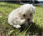Small Photo #21 Bichpoo Puppy For Sale in MELROSE, FL, USA