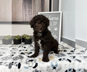 Cavapoo Puppy for sale in FRANKLIN, IN, USA