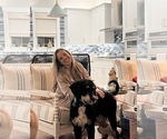 Small Photo #1 Aussie-Poo-Bernedoodle Mix Puppy For Sale in LEXINGTON, SC, USA