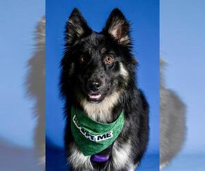 Medium German Shepherd Dog