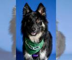 Small German Shepherd Dog