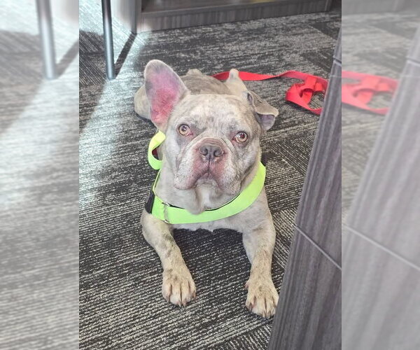 Medium Photo #6 Free-Lance Bulldog Puppy For Sale in Germantown, OH, USA