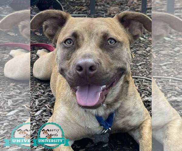 Medium Photo #1 Boxer-Unknown Mix Puppy For Sale in Kennesaw, GA, USA