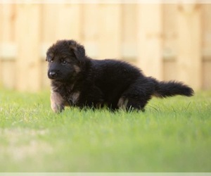 German Shepherd Dog Puppy for Sale in HAZEL GREEN, Alabama USA