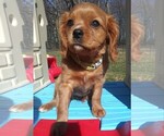 Small Photo #11 Australian Shepherd-Cavalier King Charles Spaniel Mix Puppy For Sale in HOWLAND, OH, USA