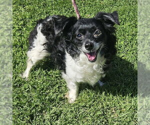 Chihuahua Dogs for adoption in Camarillo, CA, USA