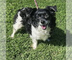 Small Chihuahua