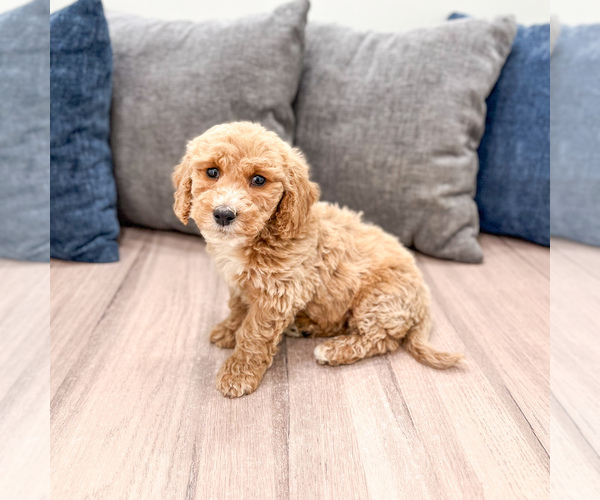 Medium Photo #16 Miniature Labradoodle Puppy For Sale in MILLERSBURG, OH, USA