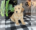 Small Photo #4 Goldendoodle (Miniature) Puppy For Sale in FRANKLIN, IN, USA