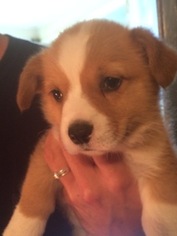 Pembroke Welsh Corgi Puppy for sale in LOMETA, TX, USA