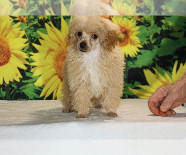 Medium Photo #7 Poodle (Toy) Puppy For Sale in DYERSBURG, TN, USA