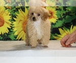 Pretzel - Male Poodle (Toy) Puppy for Sale - Photo #7