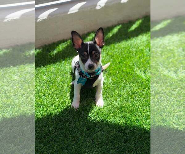 Medium Photo #6 Chihuahua-Unknown Mix Puppy For Sale in Corona, CA, USA