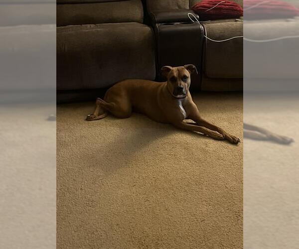Medium Photo #1 Boxer-Unknown Mix Puppy For Sale in San Antonio, TX, USA