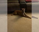 Small Boxer Mix