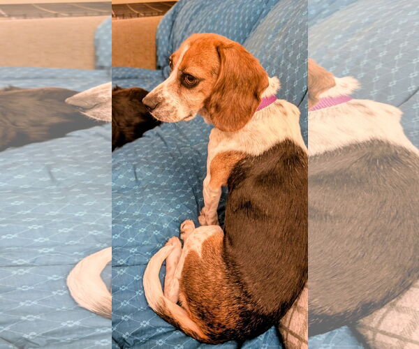 Medium Photo #2 Beagle-Unknown Mix Puppy For Sale in Rockaway, NJ, USA
