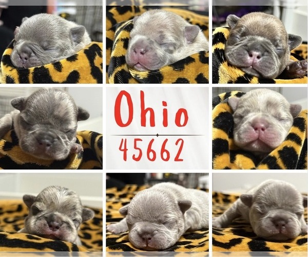 Medium Photo #1 French Bulldog Puppy For Sale in PORTSMOUTH, OH, USA