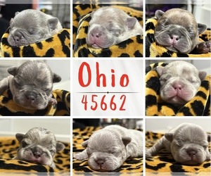 French Bulldog Puppy for sale in PORTSMOUTH, OH, USA