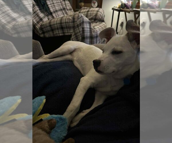 Medium Photo #20 American Pit Bull Terrier-Unknown Mix Puppy For Sale in New York, NY, USA