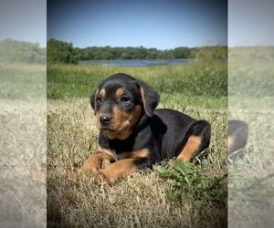 New Zealand Huntaway Puppy for sale in HUTCHINSON, MN, USA