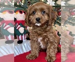 Puppy LOLA Cavapoo