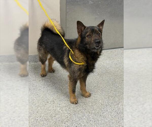 Medium Photo #1 German Shepherd Dog-Shiba Inu Mix Puppy For Sale in Pasadena, TX, USA