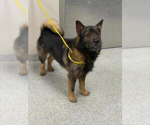 German Shepherd Dog-Shiba Inu Mix Dogs for adoption in Pasadena, TX, USA