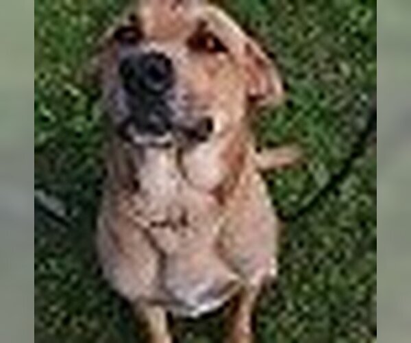 Medium Photo #2 Mutt Puppy For Sale in HOPKINSVILLE/PRINCETON, KY, NH, USA