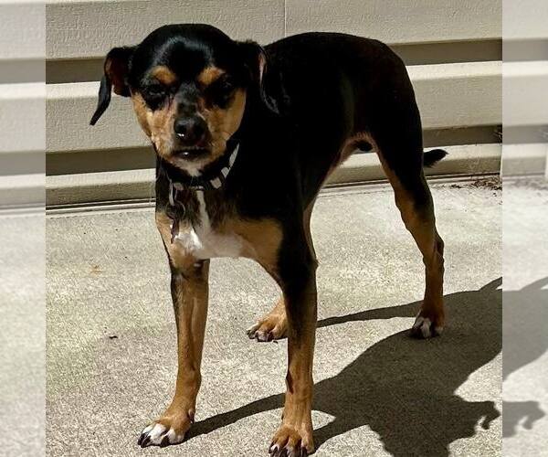 Medium Photo #1 Miniature Pinscher-Unknown Mix Puppy For Sale in New Oxford , PA, USA