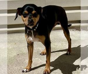 Miniature Pinscher-Unknown Mix Dogs for adoption in New Oxford , PA, USA