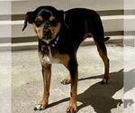 Small Miniature Pinscher Mix