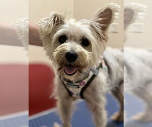 Mutt Dogs for adoption in Mundelein, IL, USA