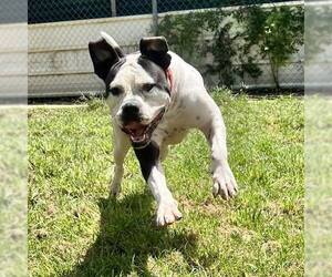 American Bulldog-Unknown Mix Dogs for adoption in Shreveport, LA, USA