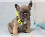 Small #2 French Bulldog