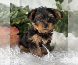 Yorkshire Terrier Puppy for sale in ROCK STREAM, NY, USA