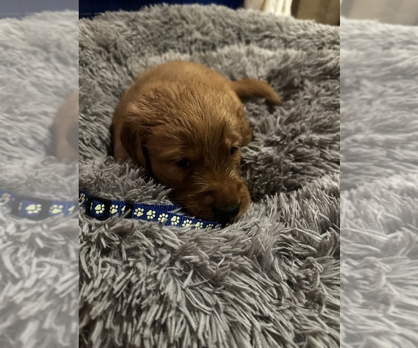Medium Photo #1 Golden Retriever Puppy For Sale in ELIZABETH CITY, NC, USA